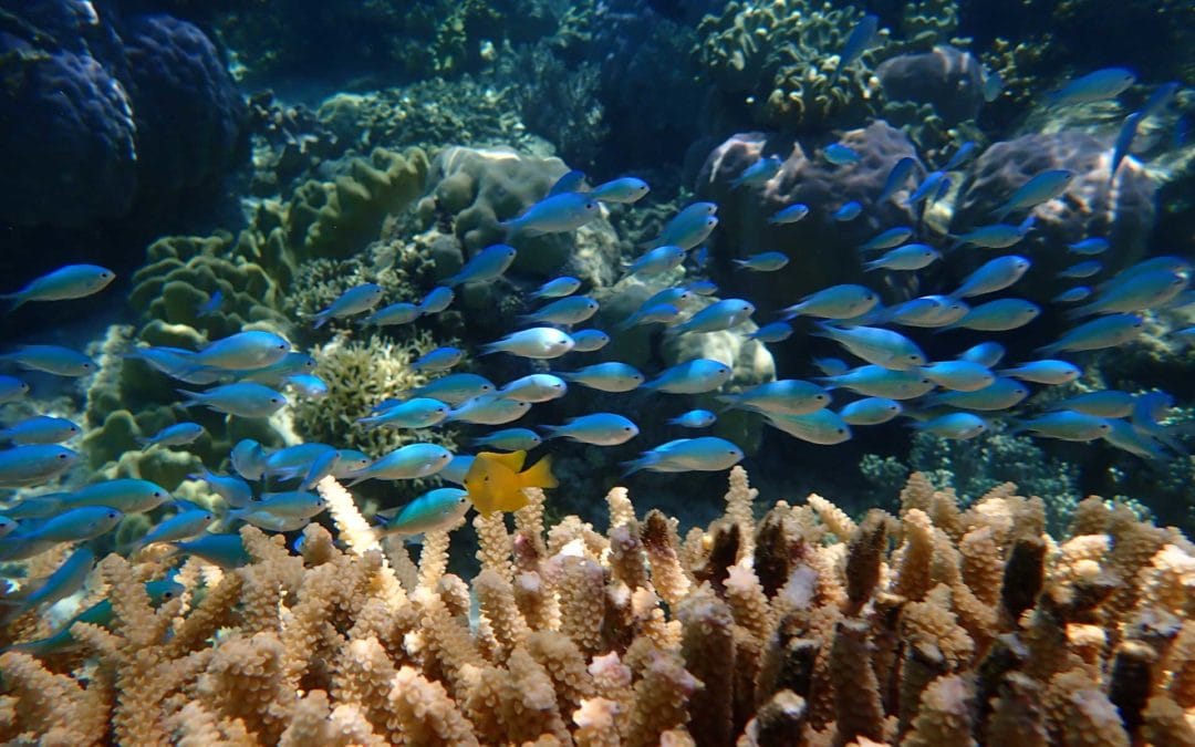 SAMC-13-scene-fish-coral-PA061196