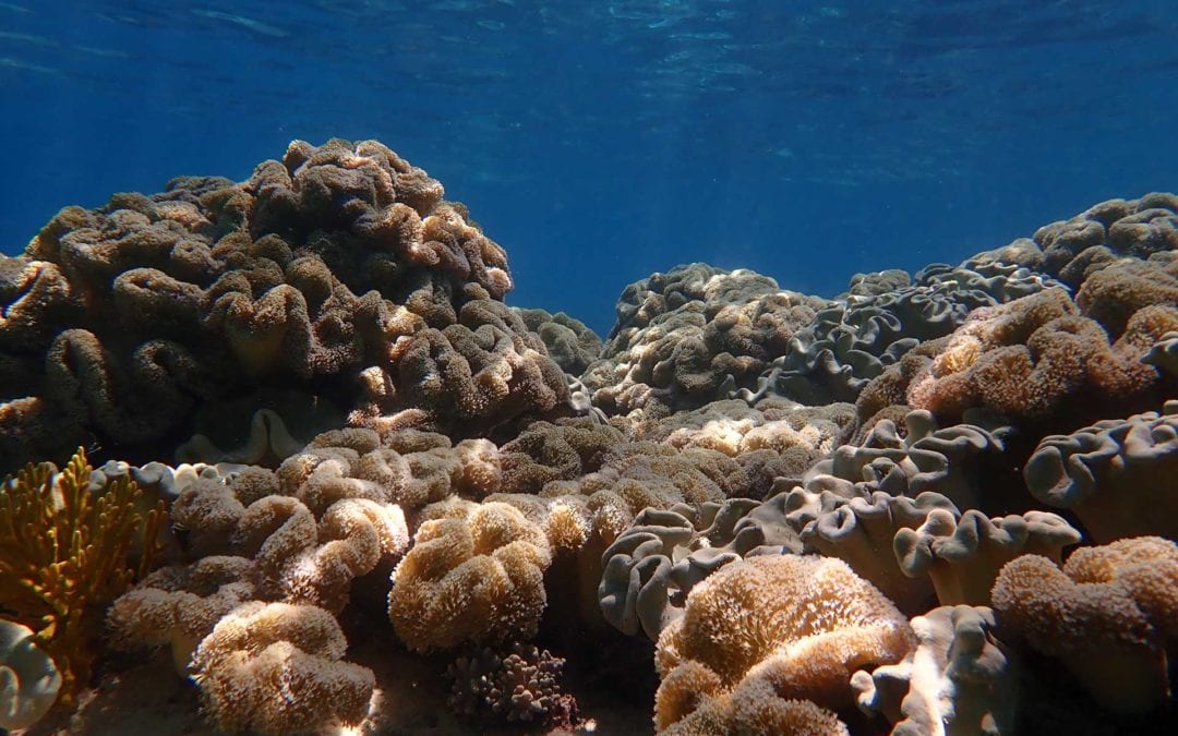 SAMC-14-soft-corals-PA061206