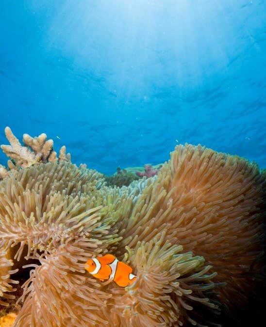 Nemo hiding in sun rays