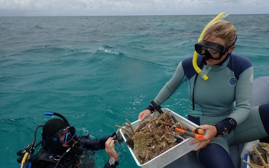 Coral Nurture Program – 31 Jan 2020 – 5