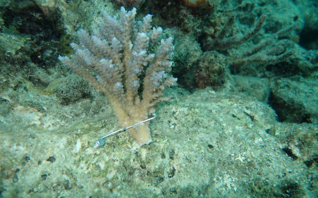 Coral Nurture Program – 31 Jan 2020 – 6