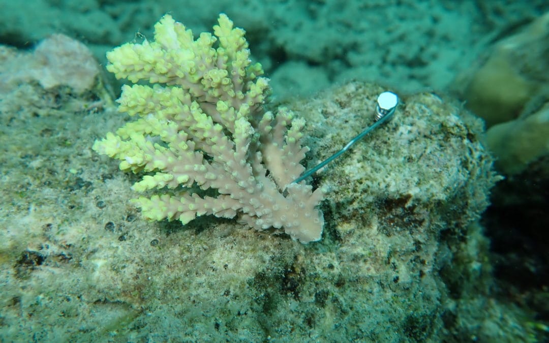 Coral Nurture Program – 31 Jan 2020 – 7