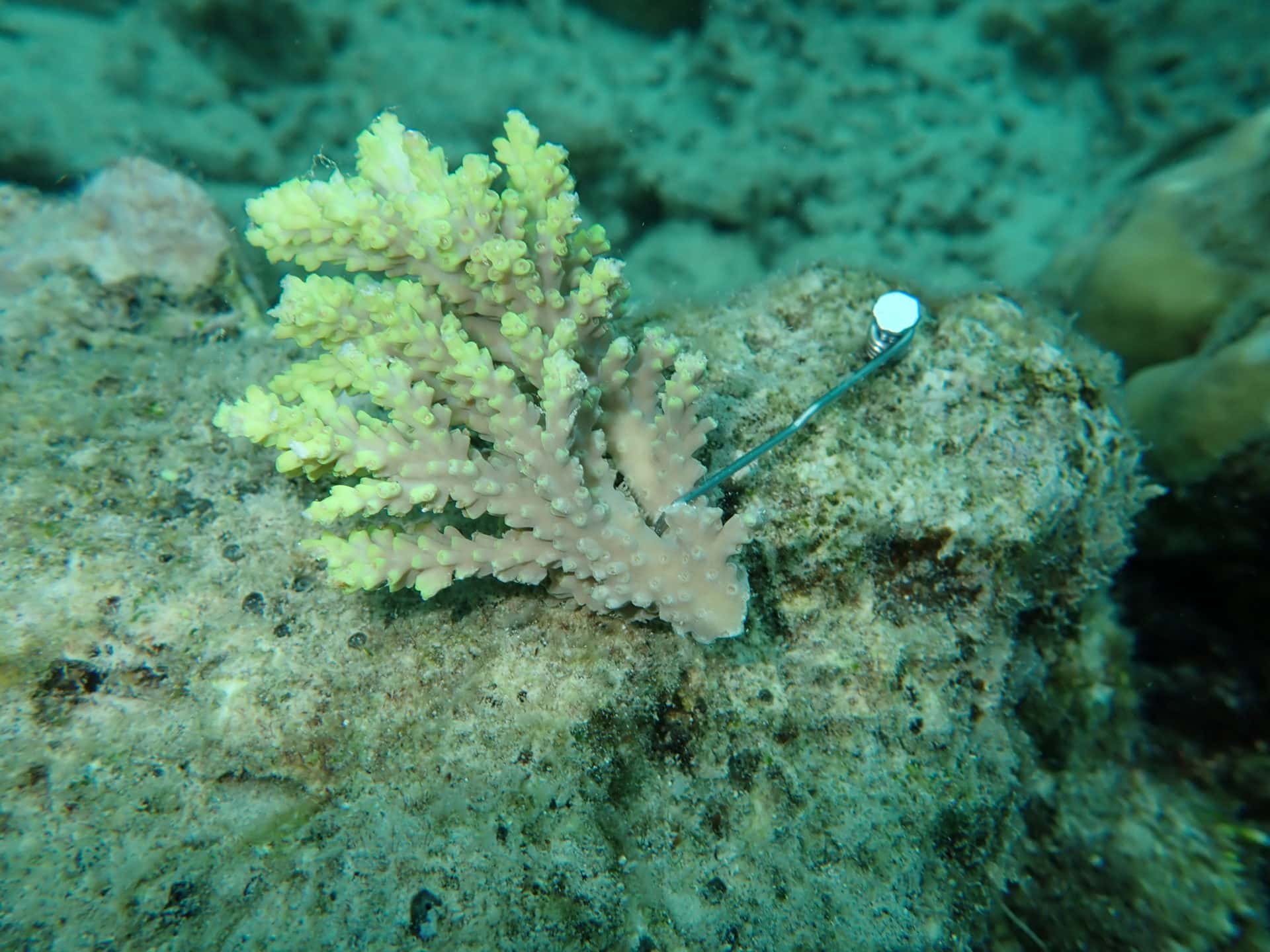 Underwater closeup photo of coral on 31 Jan 20