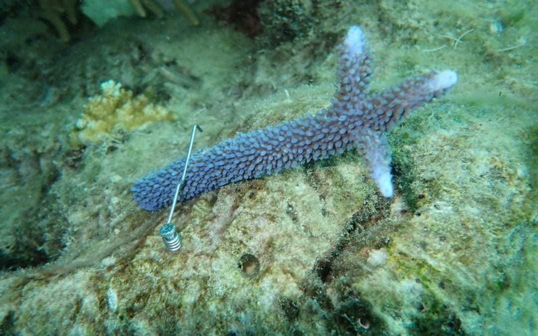 Coral Nurture Program – 31 Jan 2020 – 1