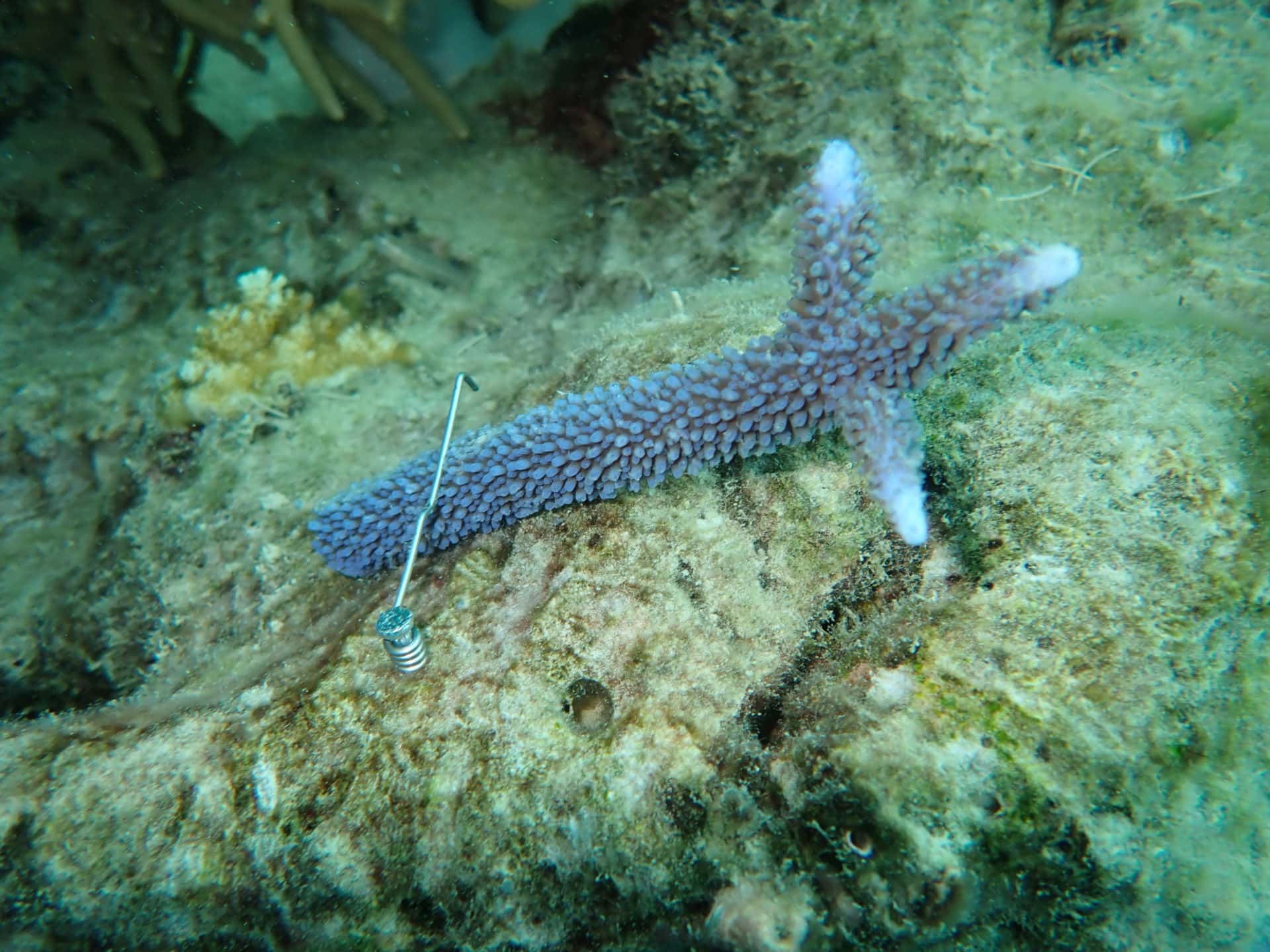 Underwater closeup photo of coral on 31 Jan 20