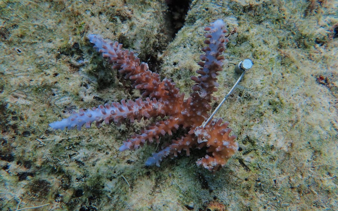 Coral Nurture Program – 31 Jan 2020 – 2