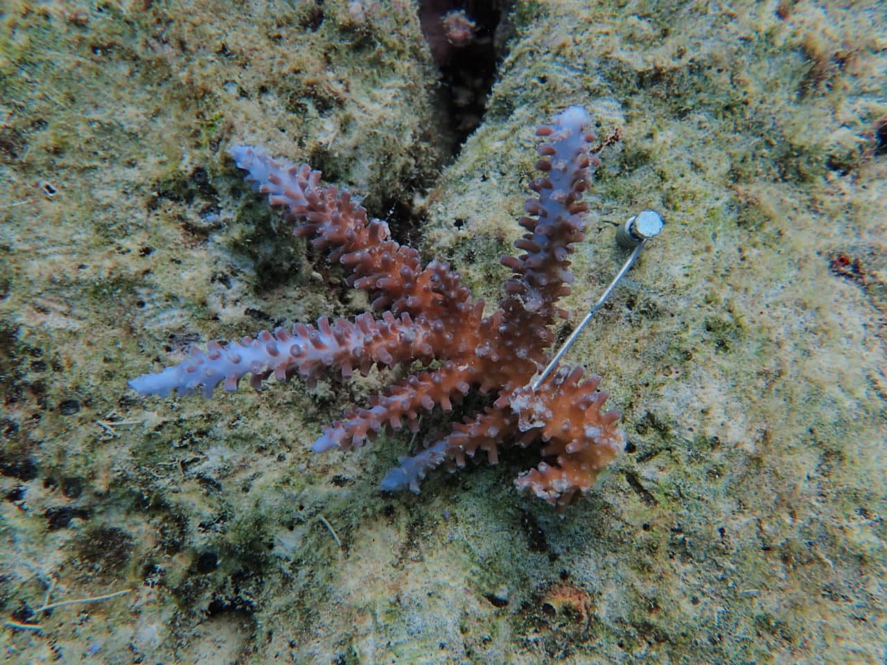 Underwater closeup photo of coral on 31 Jan 20