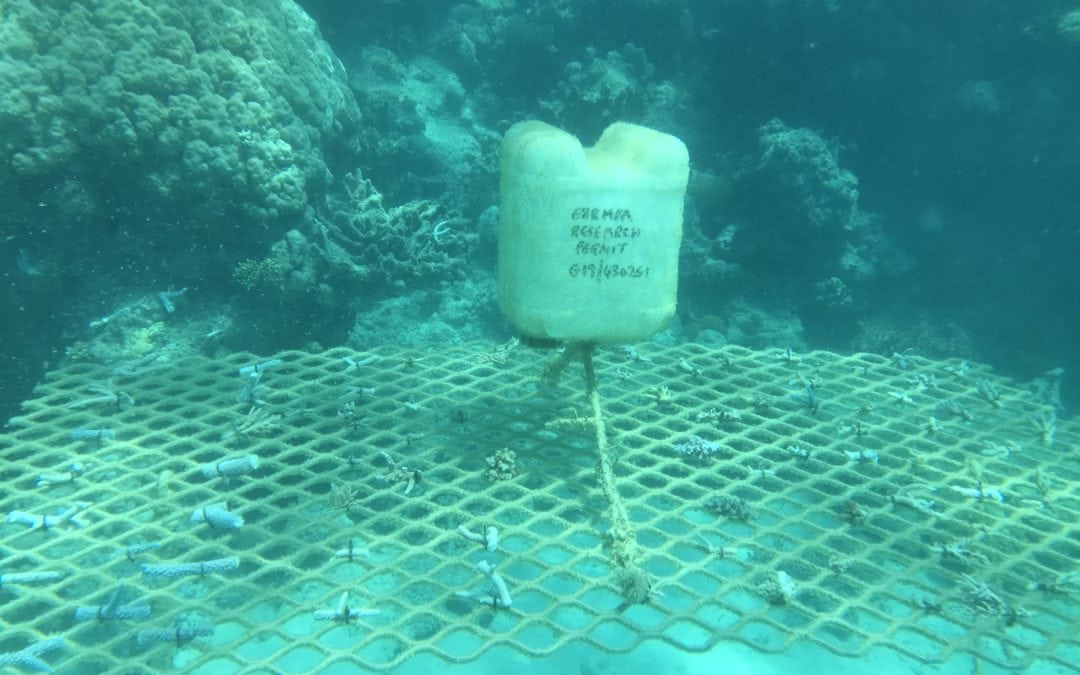 Coral Nurture Program – 6 Sep 2019 Frame 1