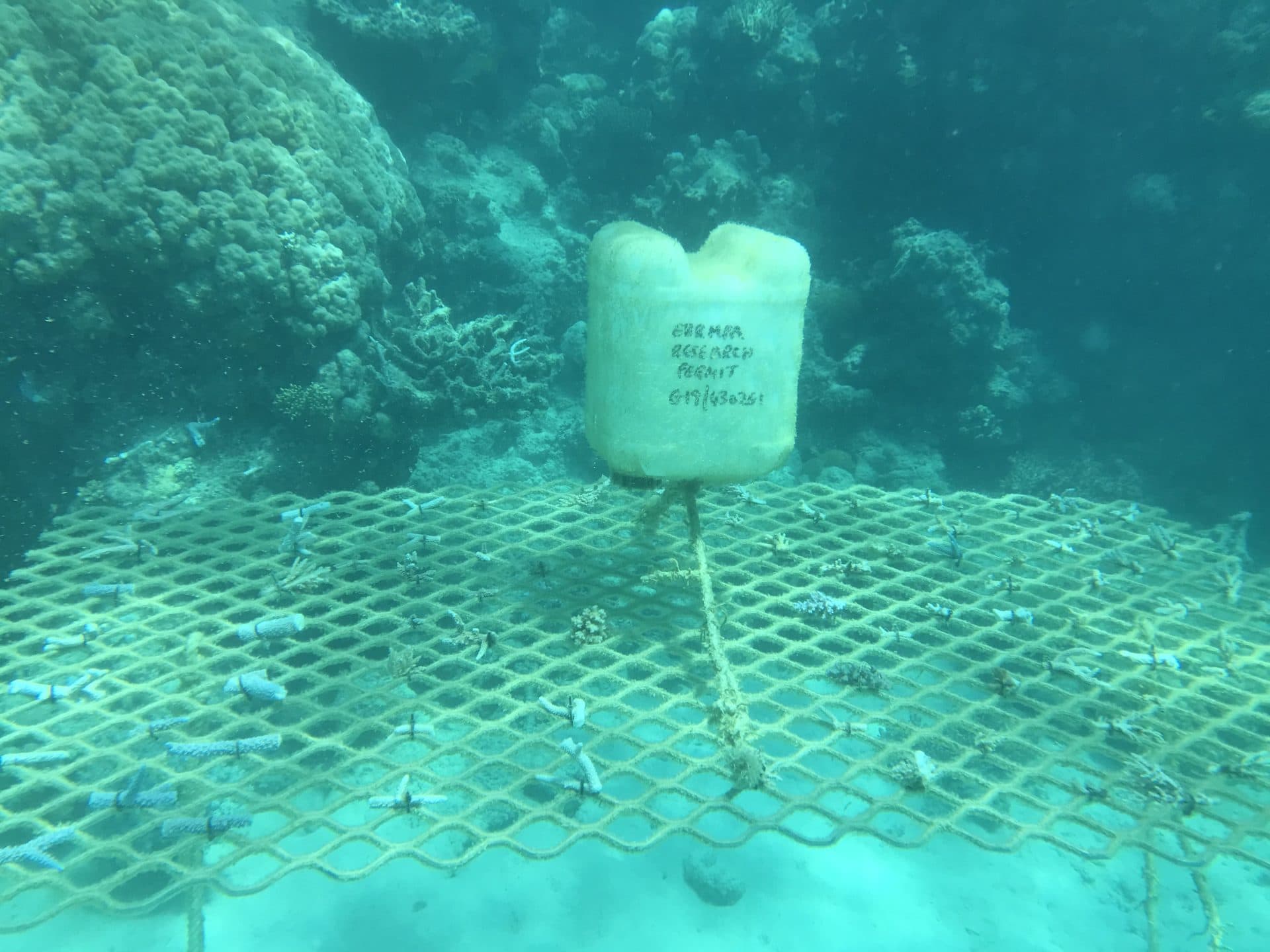 Underwater photo of a coral frame at Mackay Cay on 6 Sep 19
