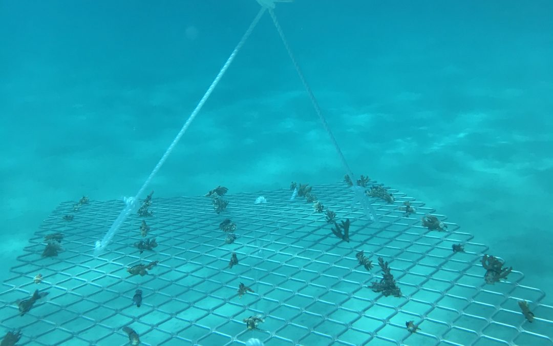 Coral Nurture Program – 6 Sep 2019 Frame #2 1