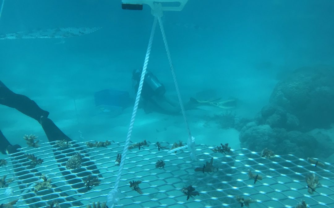 Coral Nurture Program – 6 Sep 2019 Frame #3 1