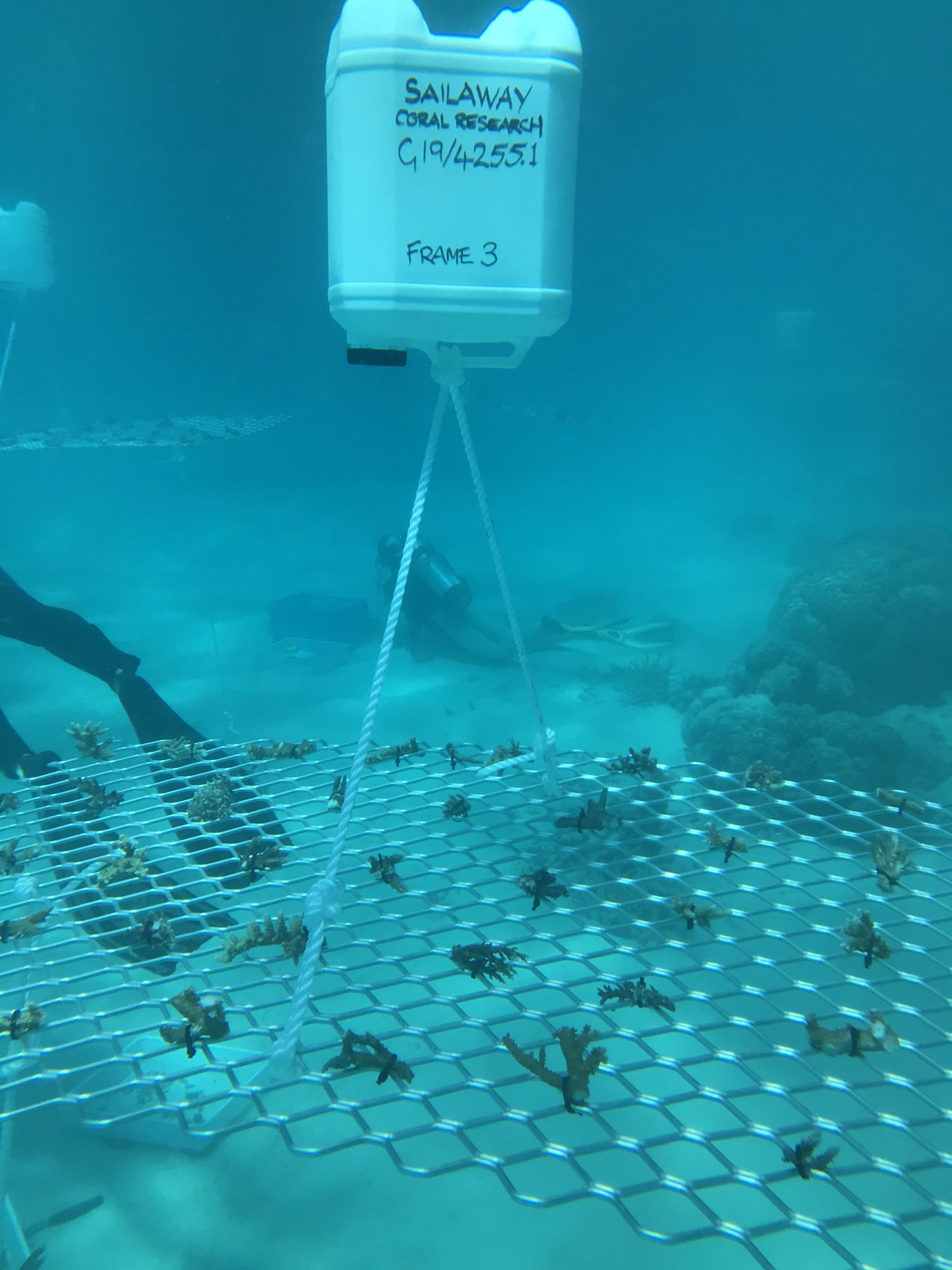 Underwater photo of Frame #3 installation at Mackay Cay on 6 Sep 19