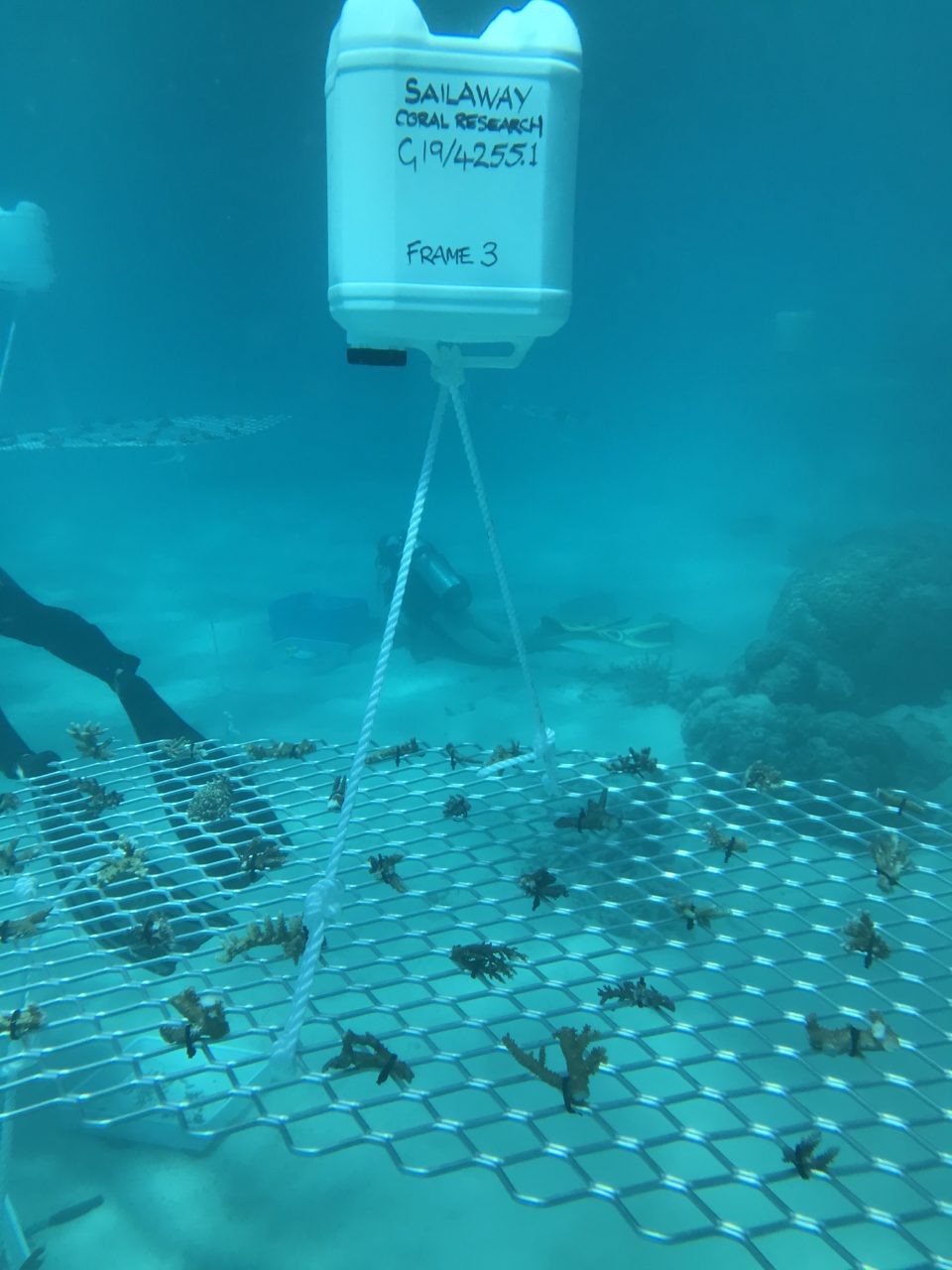 Underwater photo of Frame #3 installation at Mackay Cay on 6 Sep 19