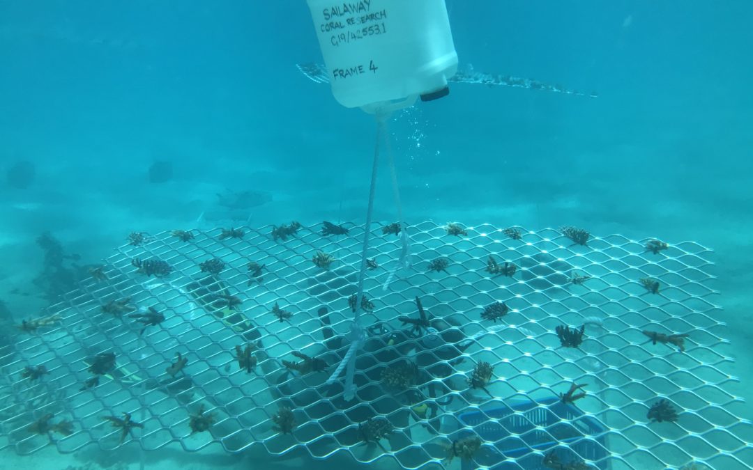 Coral Nurture Program – 6 Sep 2019 Frame #4 2