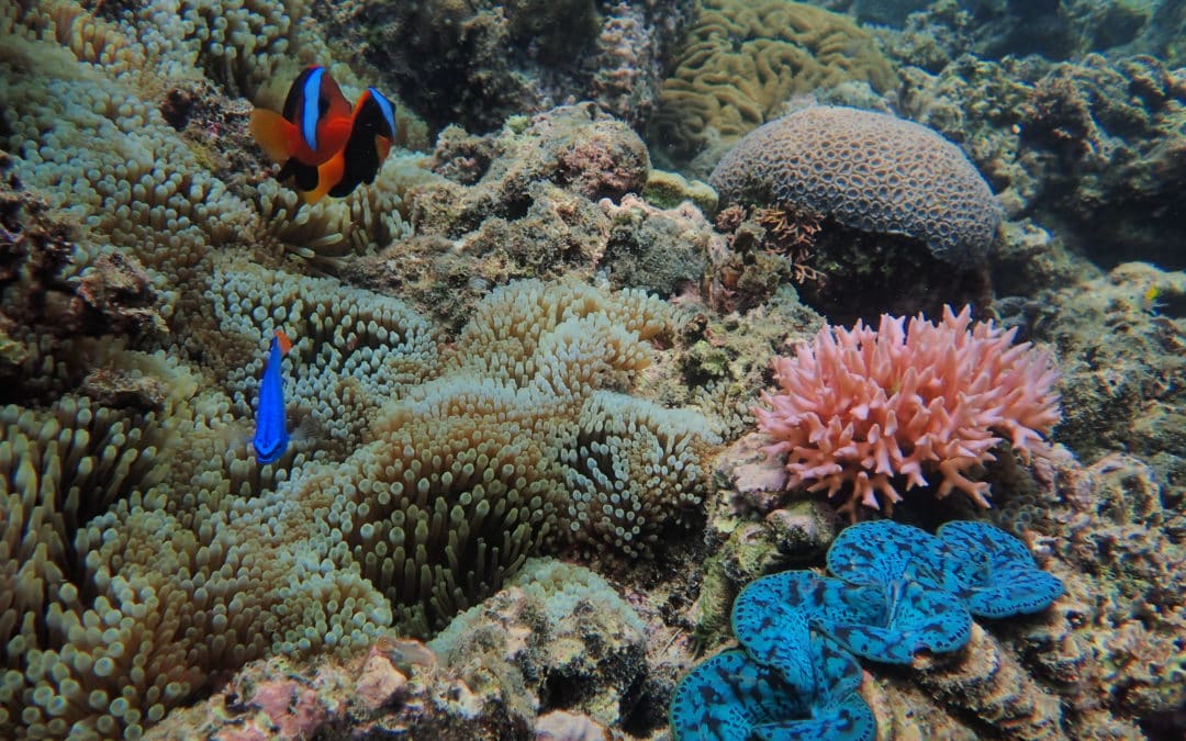 Coral Nurture Program 1