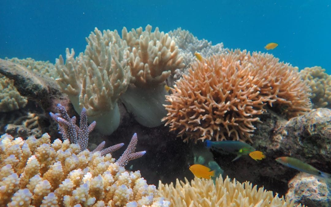 Coral Nurture Program 2