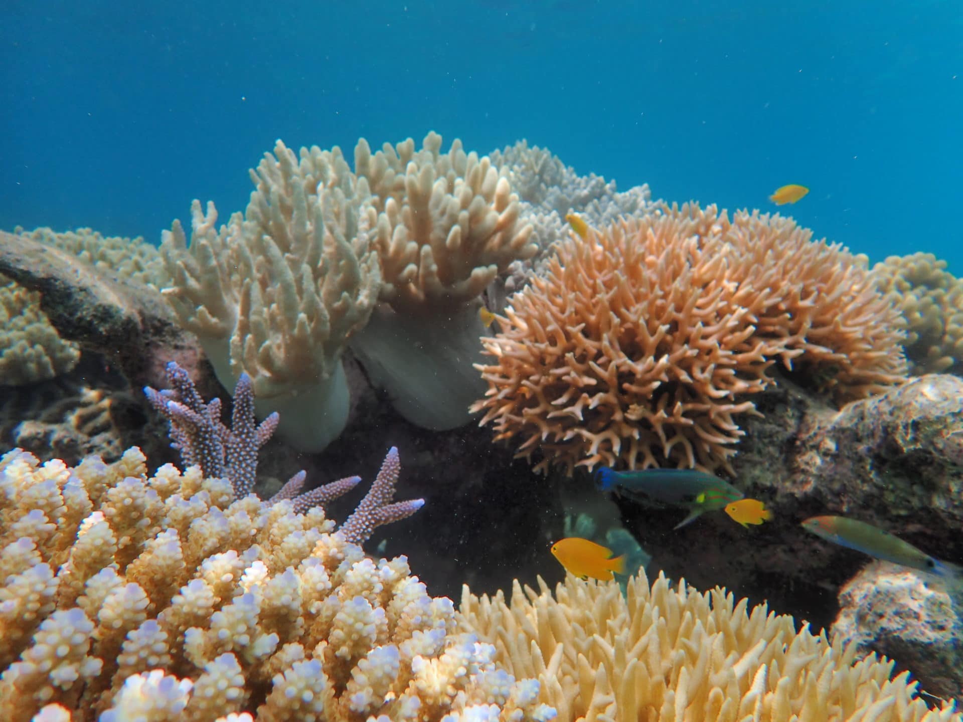 Picture of coral growth due to Sailaway's involvement in Coral Nurture Program