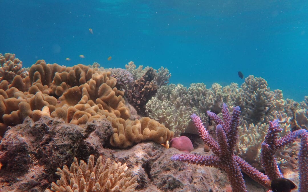 Coral Nurture Program 3