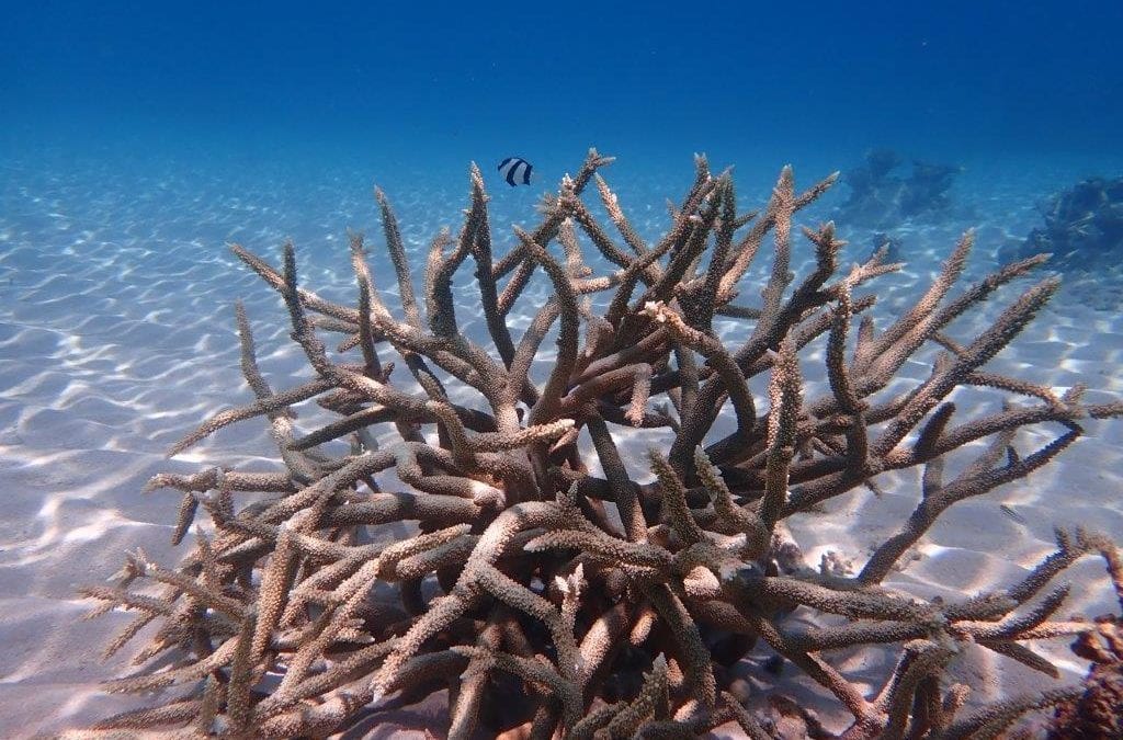 Coral Nurture Program 4