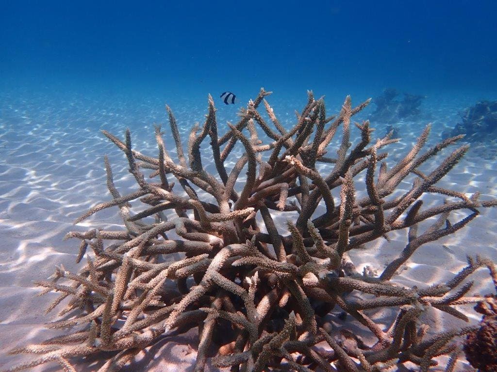 Picture of coral growth due to Sailaway's involvement in Coral Nurture Program