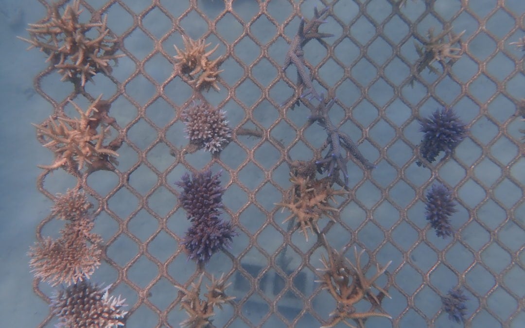 Coral Nurture Program – 16 Apr 2020 – 1