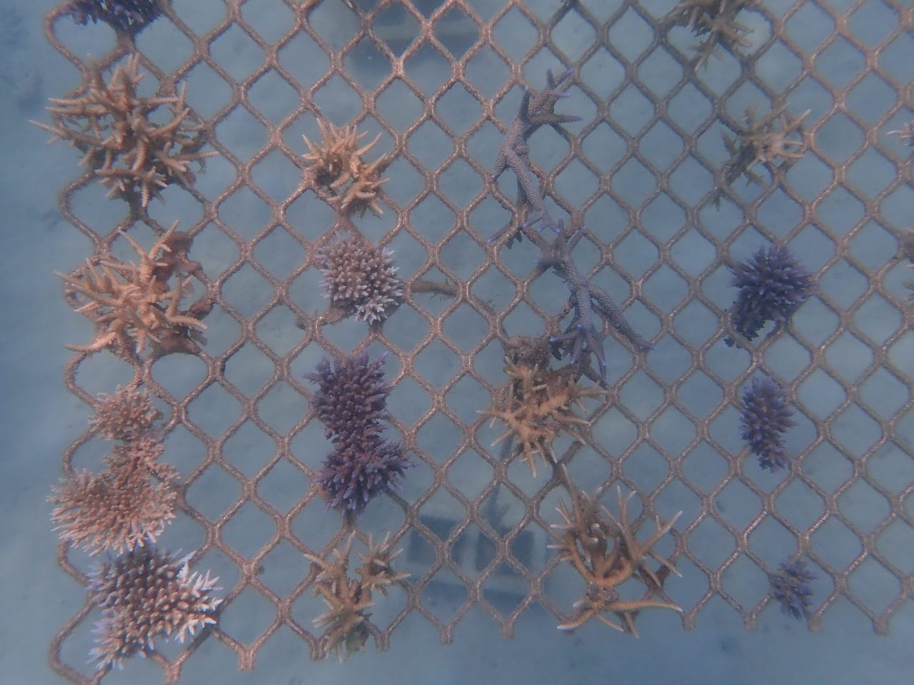 Underwater photo of a coral frame on 16 Apr 20