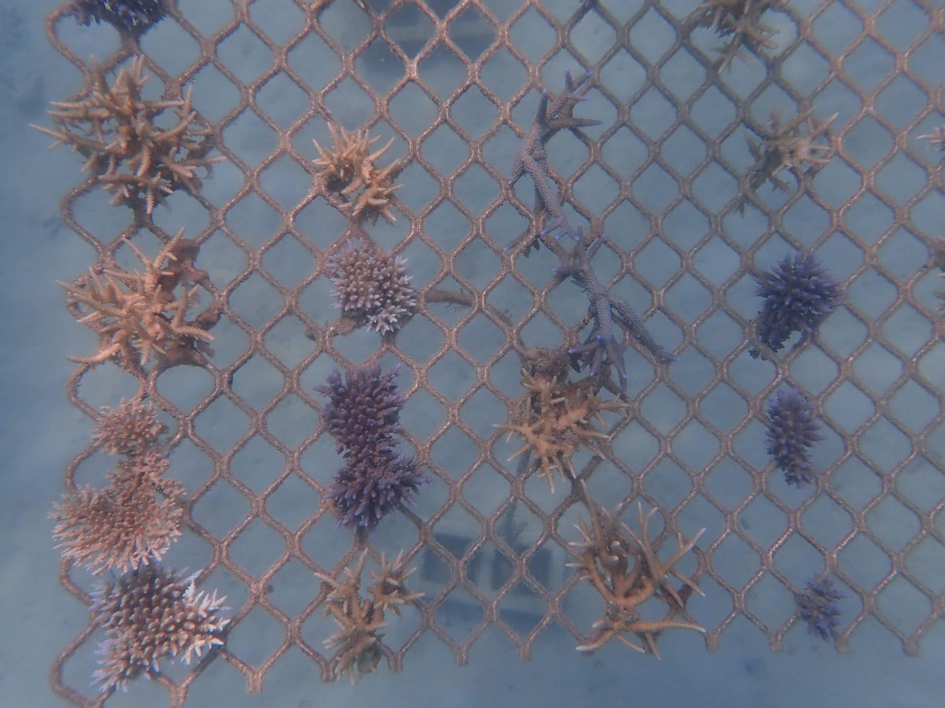 Underwater photo of a coral frame on 16 Apr 20