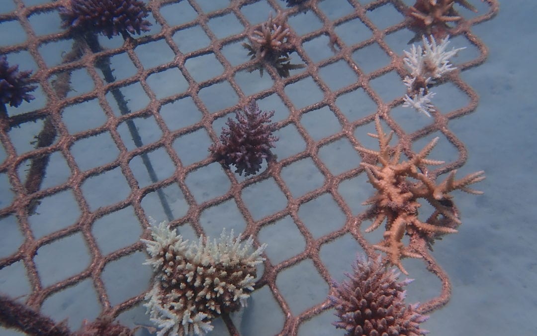 Coral Nurture Program – 16 Apr 2020 – 2