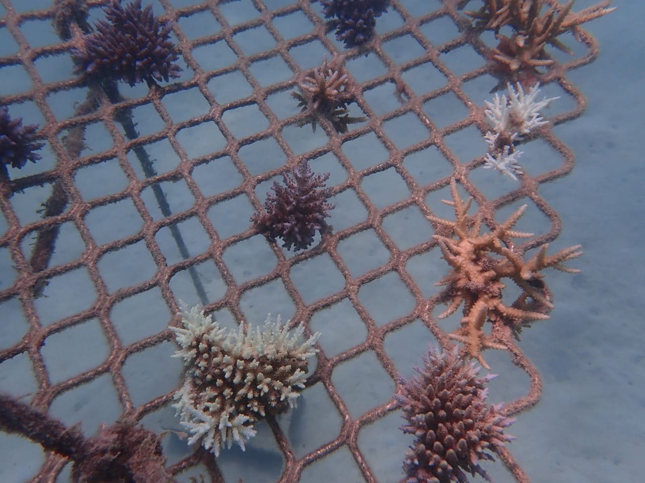 Underwater photo of a coral frame on 16 Apr 20