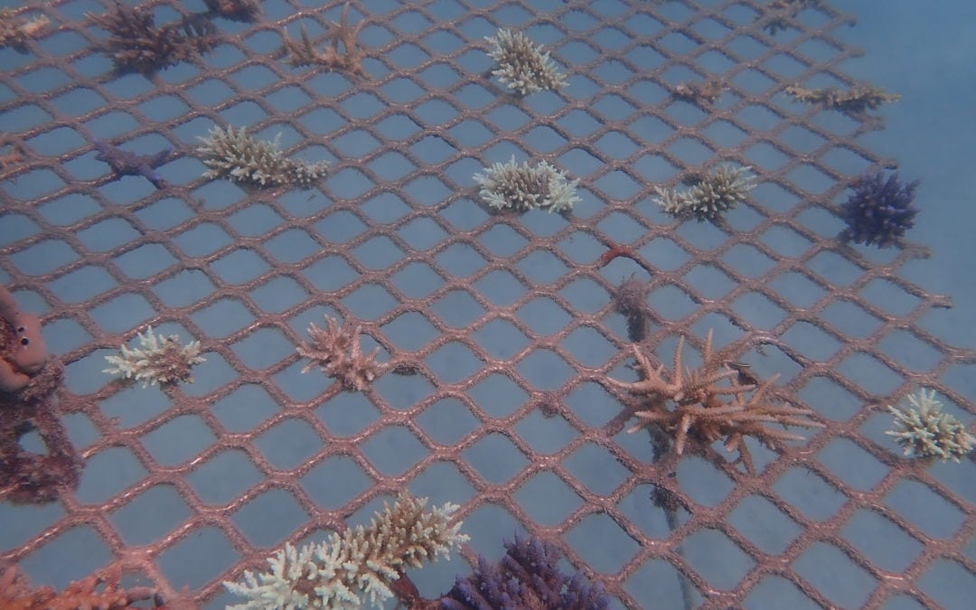 Coral Nurture Program – 16 Apr 2020 – 3