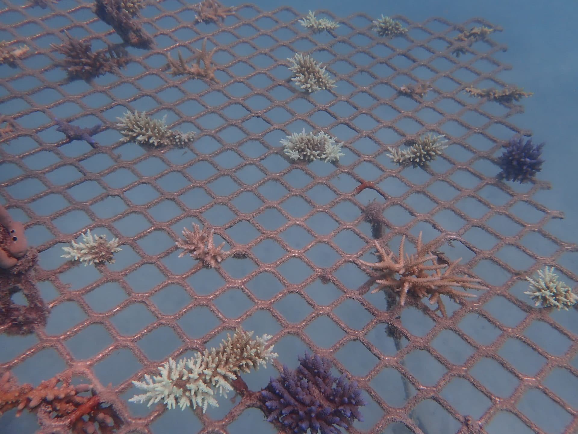 Underwater photo of a coral frame on 16 Apr 20