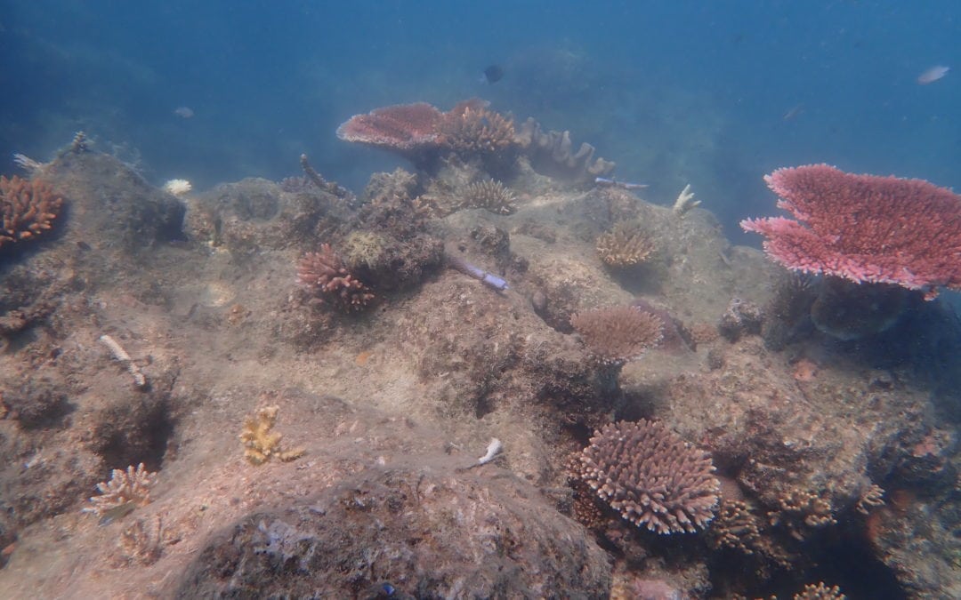 Coral Nurture Program – 16 Apr 2020 – 4