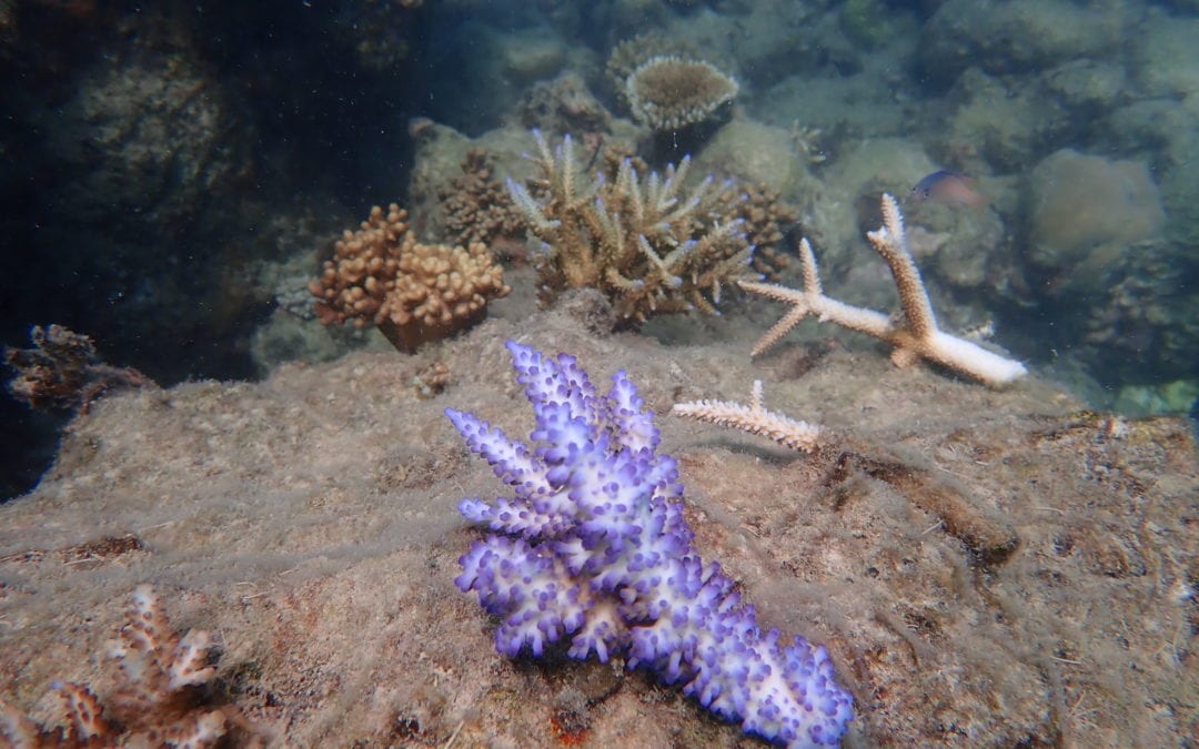 Coral Nurture Program – 16 Apr 2020 – 5