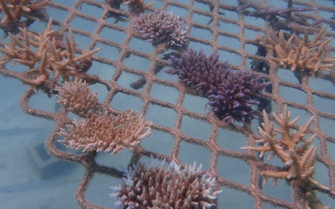Coral Nurture Program – 16 Apr 2020 – 6