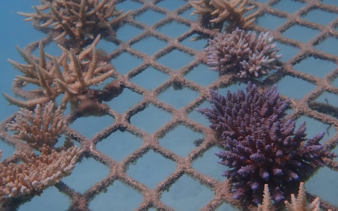 Coral Nurture Program – 16 Apr 2020 – 7