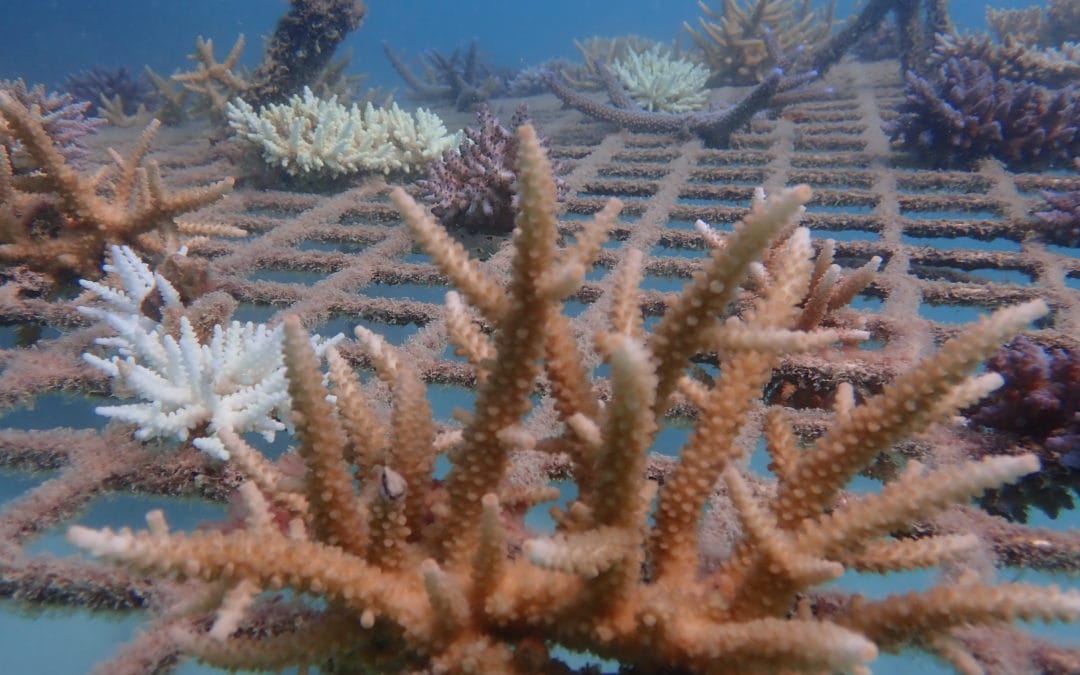 Coral Nurture Program – 16 Apr 2020 – 8