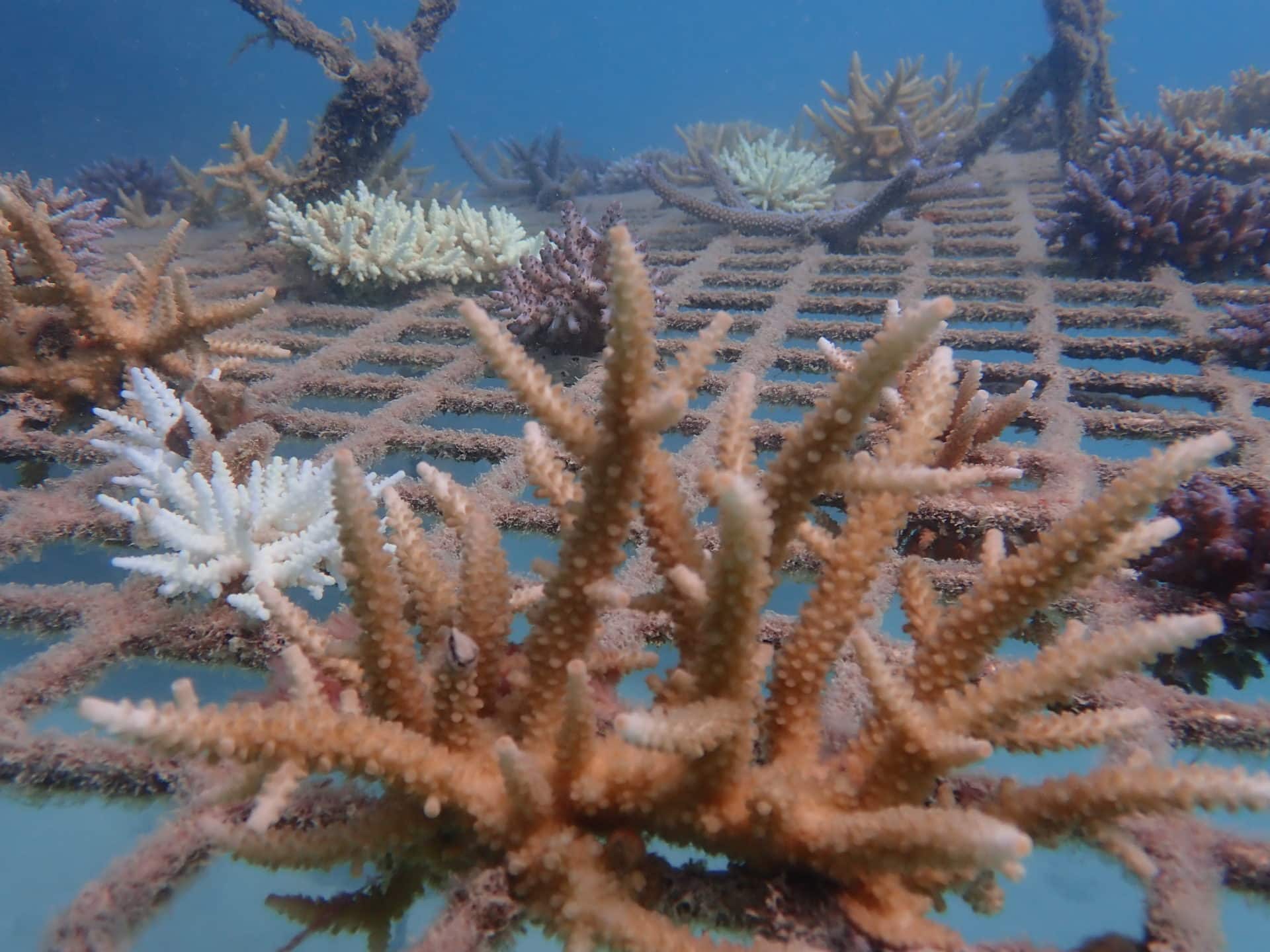 Underwater closeup photo of a coral frame on 16 Apr 20