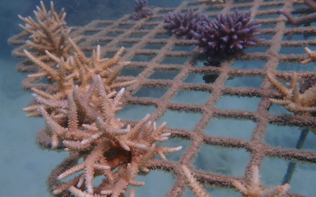 Coral Nurture Program – 16 Apr 2020 – 9