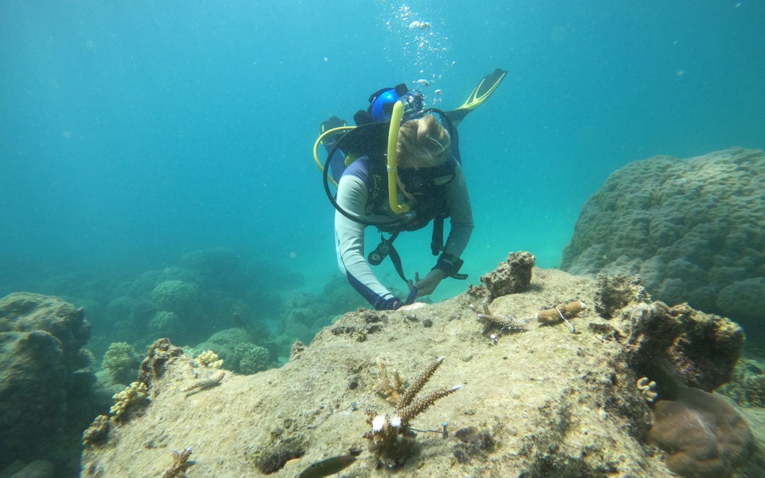 Coral Nurture Program – 31 Jan 2020 – 3