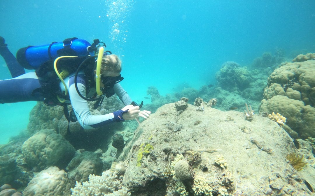 Coral Nurture Program – 31 Jan 2020 – 4
