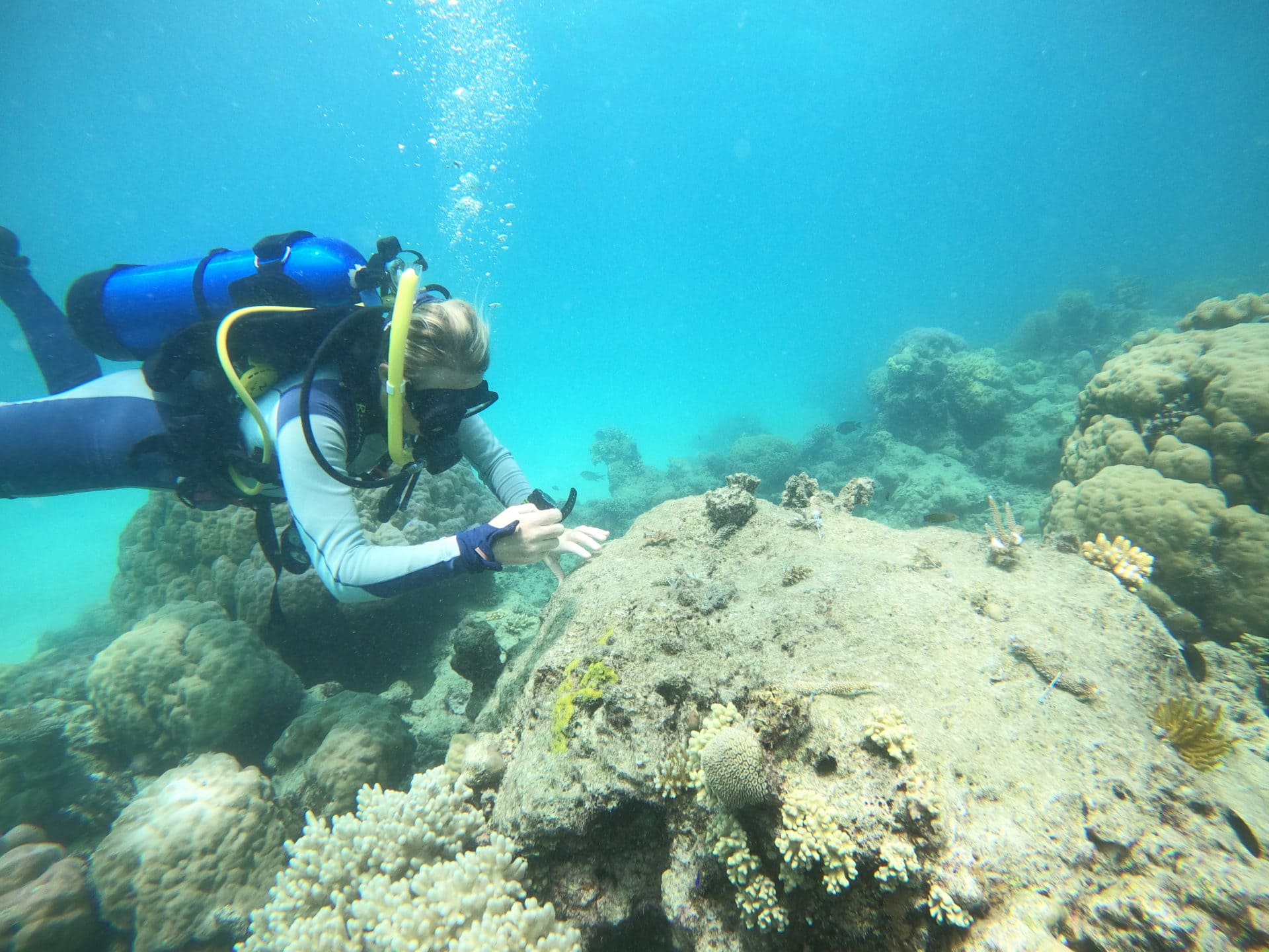 Underwater photo of diver attaching coral to reef crop on 31 Jan 20