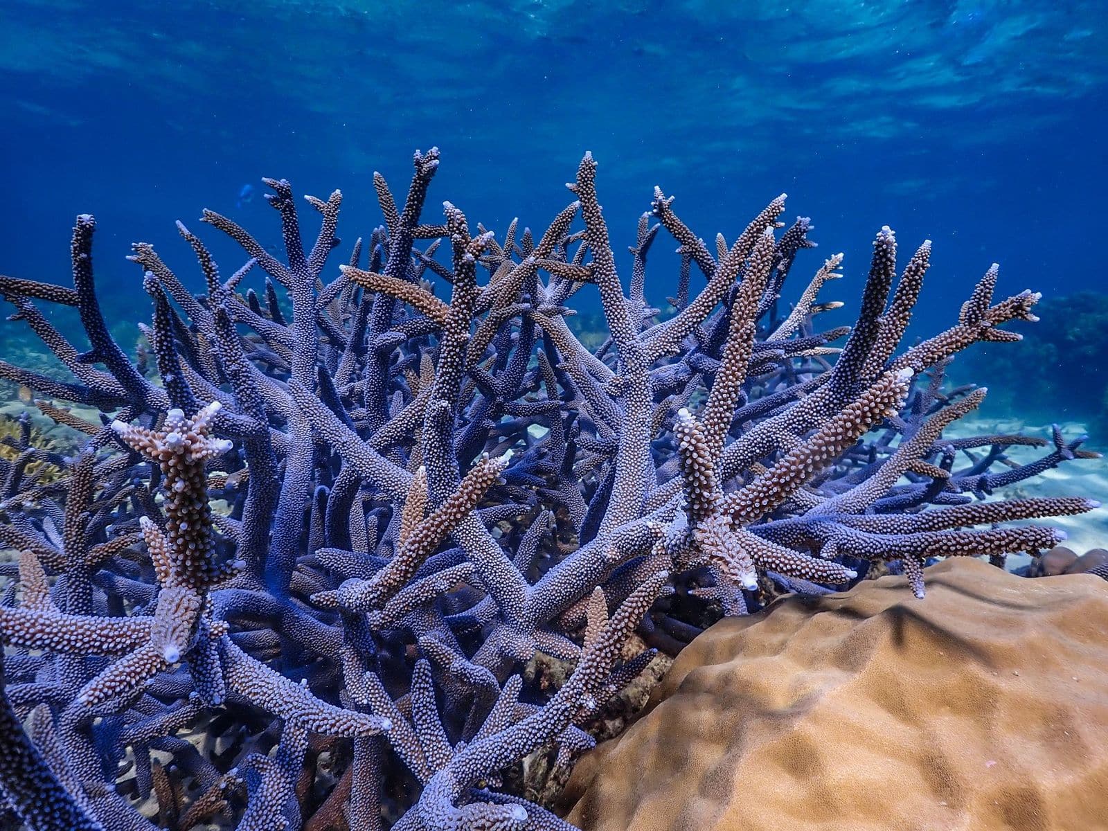 Blue Staghorn Blue Staghorn