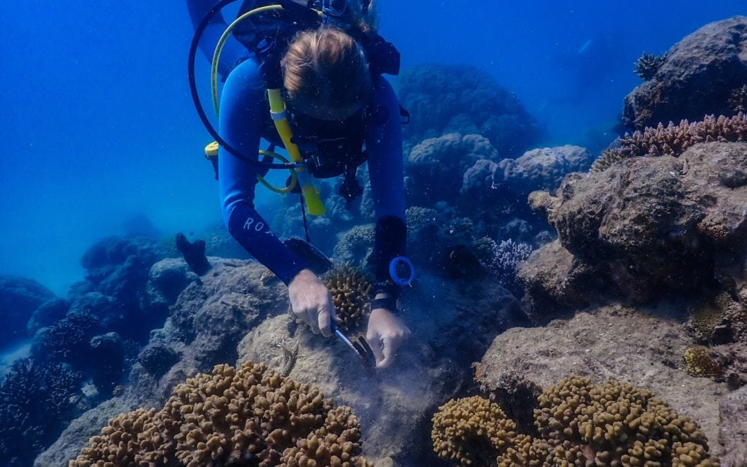 Coral Nurture Program – 26 May 2020 Coral clipping 1