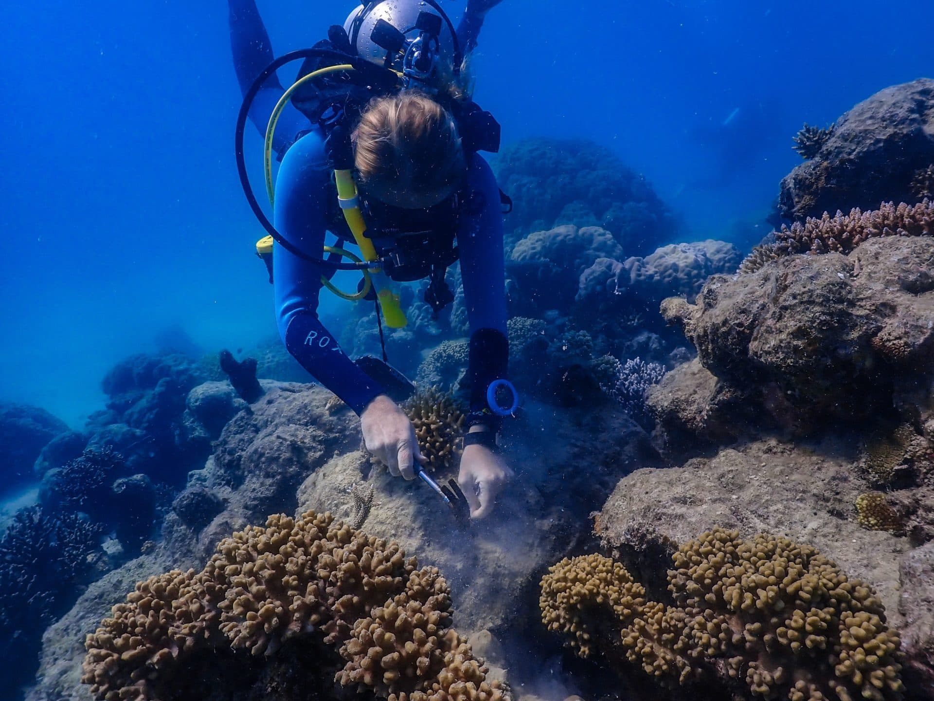 Underwater photo of Mackay Cay coral clipping on 26 May 2020