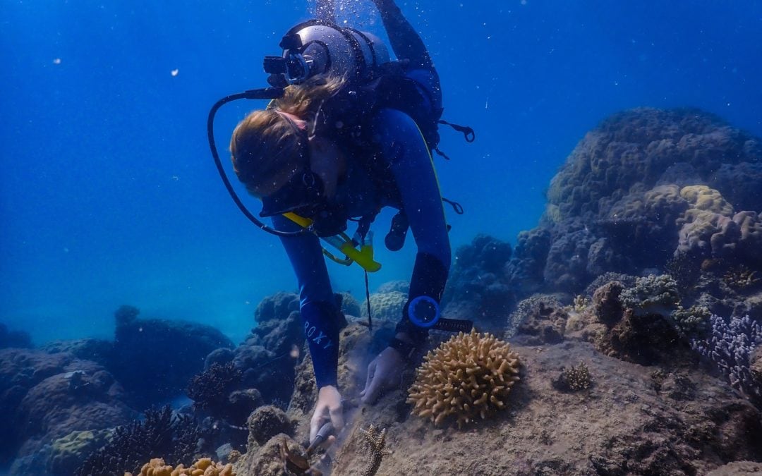 Coral Nurture Program – 26 May 2020 Coral clipping 2