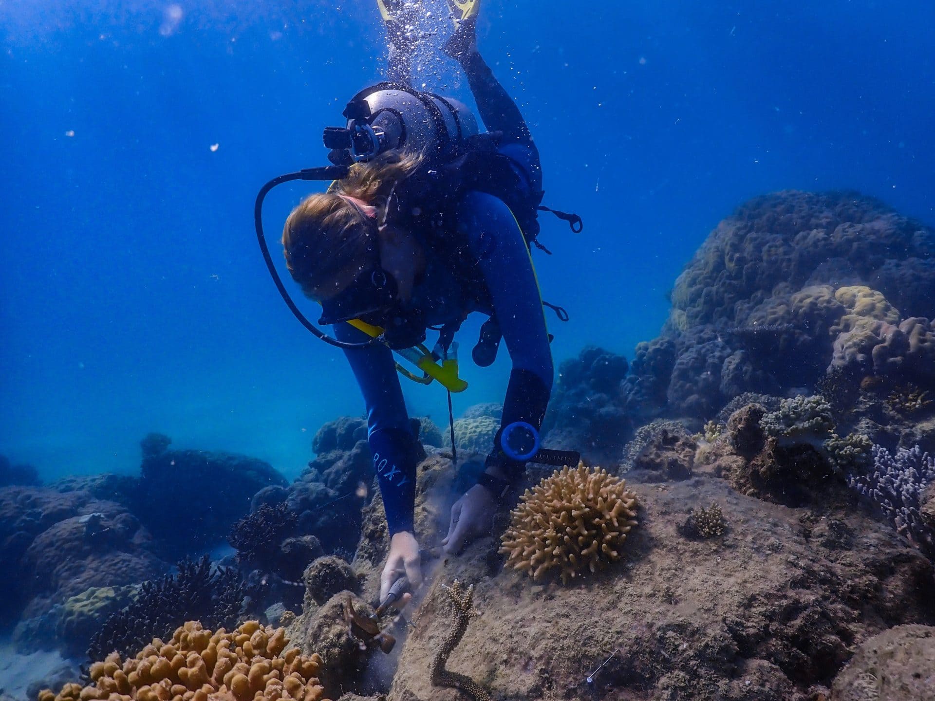 Underwater photo of Mackay Cay coral clipping on 26 May 2020