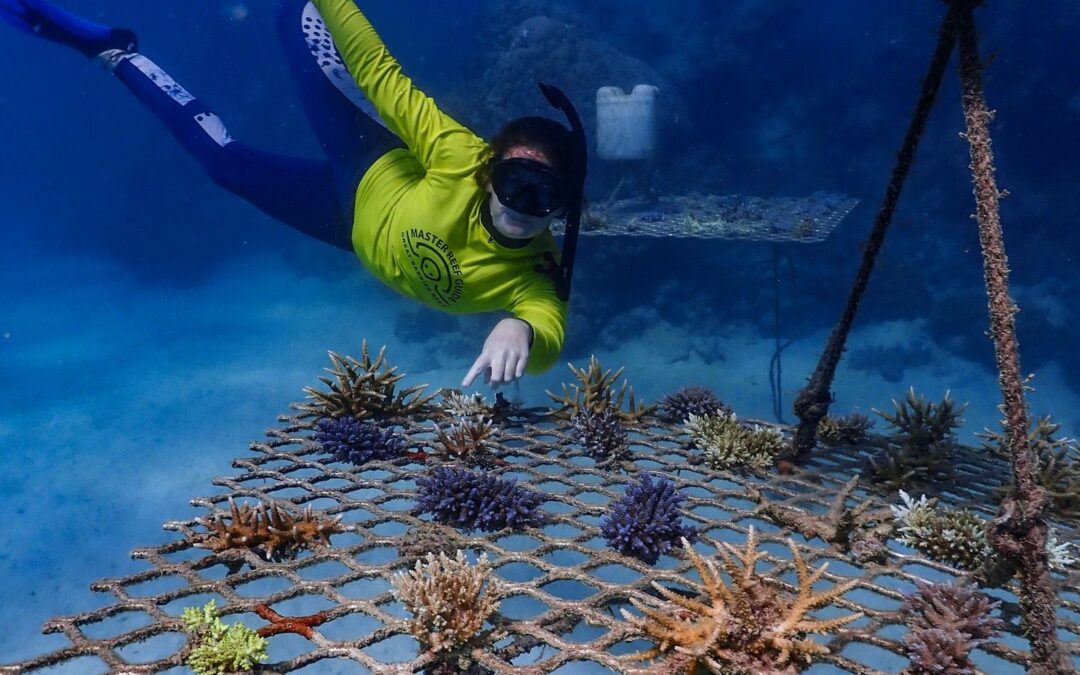 Coral Nurture Program – 26 May 2020 Frame 1