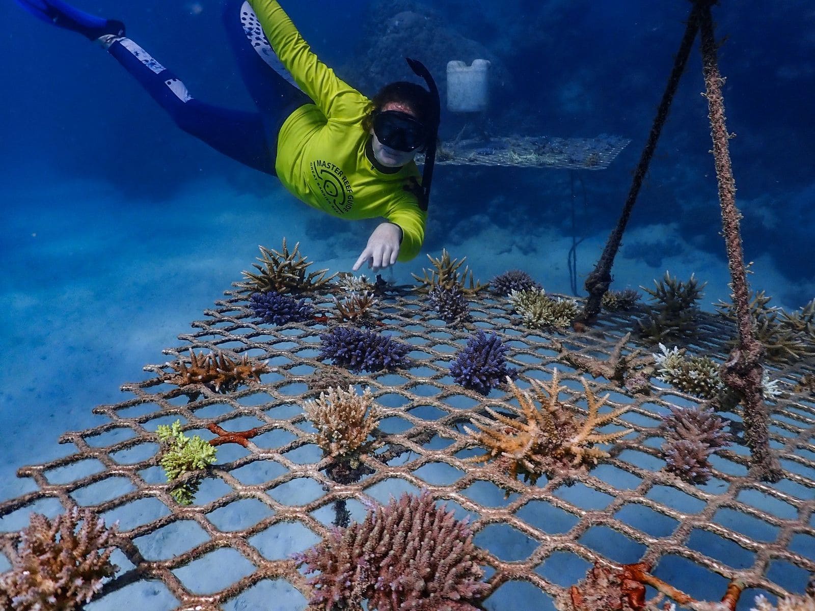 Underwater photo of Mackay Cay coral frame #1 on 26 May 2020