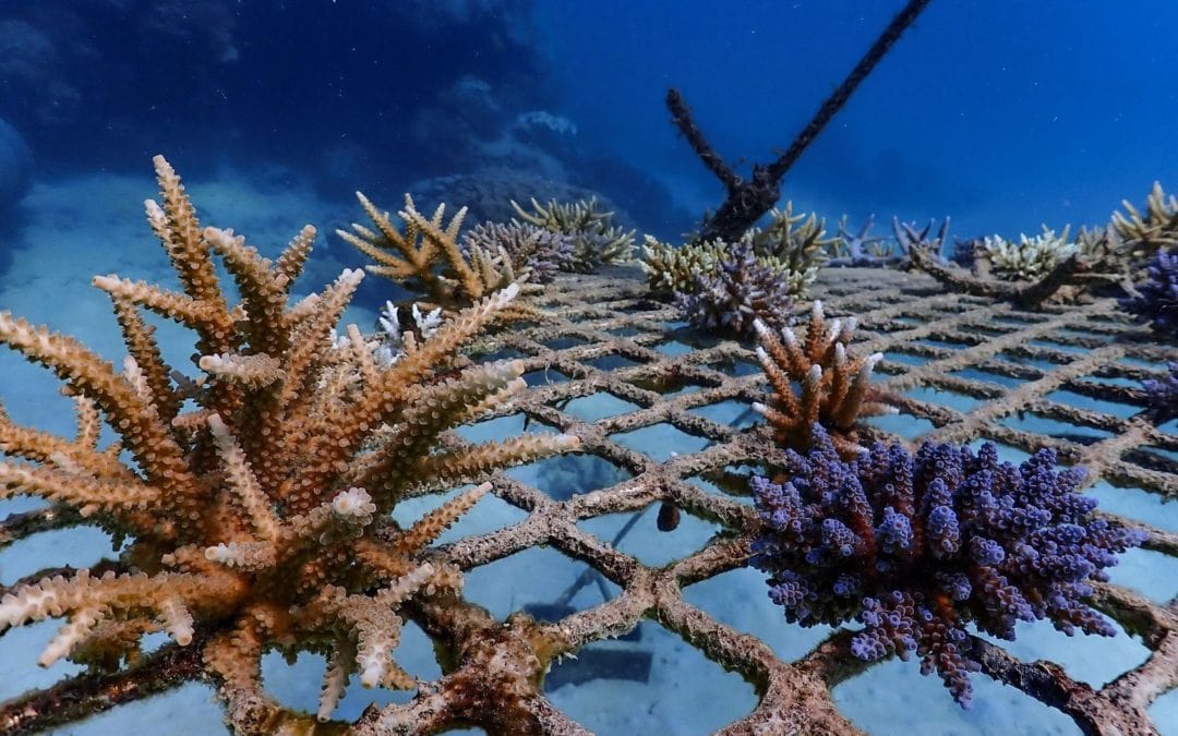 Coral Nurture Program – 26 May 2020 Frame 2