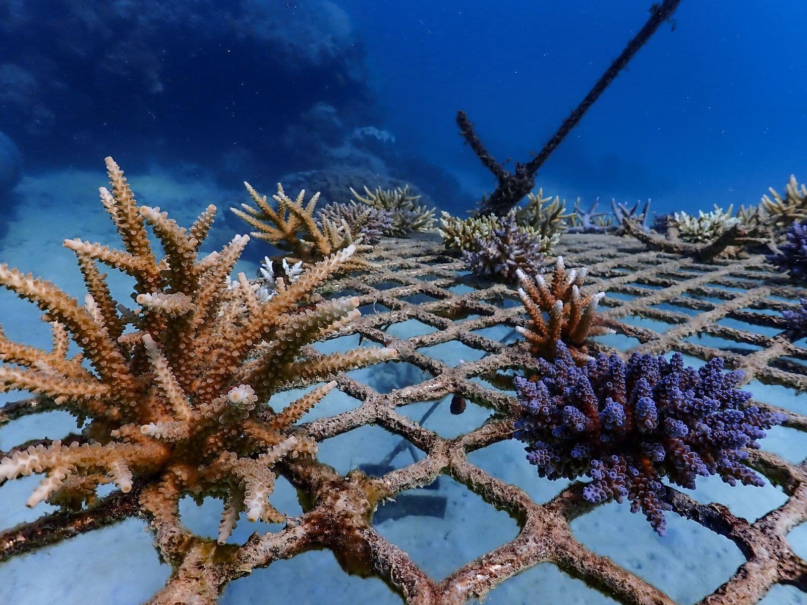 Underwater photo of Mackay Cay coral frame #2 on 26 May 2020